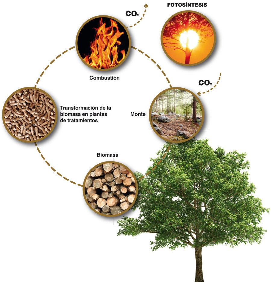 biomasa